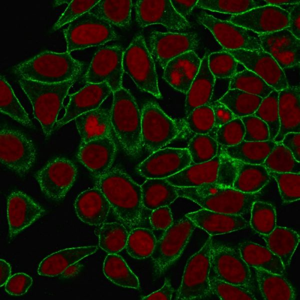 Immunofluorescence Analysis of MeOH-fixed HeLa cells labeling Spectrin beta III with Spectrin beta III Mouse Monoclonal Antibody (SPTBN2/1778) followed by goat anti-mouse IgG-CF488 (green). Nuclei stained with RedDot (red).