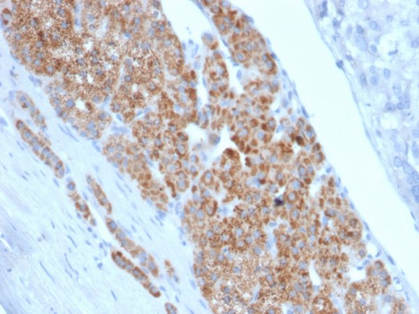 Formalin-fixed, paraffin-embedded human Adrenal Gland stained with StAR Mouse Monoclonal Antibody (STAR/2140).