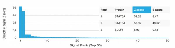 Analysis of Protein Array containing >19,000 full-length human proteins using  STAT5A Mouse Monoclonal Antibody (PCRP-STAT5A-1A11) Z- and S- Score: The Z-score represents the strength of a signal that a monoclonal antibody (MAb) (in combination with a fluorescently-tagged anti-IgG secondary antibody) produces when binding to a particular protein on the HuProtTM array. Z-scores are described in units of standard deviations (SD's) above the mean value of all signals generated on that array. If targets on HuProtTM are arranged in descending order of the Z-score, the S-score is the difference (also in units of SD's) between the Z-score. S-score therefore represents the relative target specificity of a MAb to its intended target.  A MAb is considered to specific to its intended target, if the MAb has an S-score of at least 2.5. For example, if a MAb binds to protein X with a Z-score of 43 and to protein Y with a Z-score of 14, then the S-score for the binding of that MAb to protein X is equal to 29.