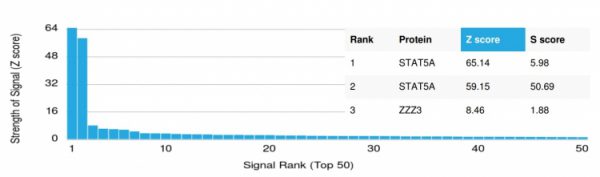 Analysis of Protein Array containing >19,000 full-length human proteins using  STAT5A Mouse Monoclonal Antibody (PCRP-STAT5A-1A9) Z- and S- Score: The Z-score represents the strength of a signal that a monoclonal antibody (MAb) (in combination with a fluorescently-tagged anti-IgG secondary antibody) produces when binding to a particular protein on the HuProtTM array. Z-scores are described in units of standard deviations (SD's) above the mean value of all signals generated on that array. If targets on HuProtTM are arranged in descending order of the Z-score, the S-score is the difference (also in units of SD's) between the Z-score. S-score therefore represents the relative target specificity of a MAb to its intended target.  A MAb is considered to specific to its intended target, if the MAb has an S-score of at least 2.5. For example, if a MAb binds to protein X with a Z-score of 43 and to protein Y with a Z-score of 14, then the S-score for the binding of that MAb to protein X is equal to 29.