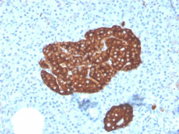 Formalin-fixed, paraffin-embedded human Pancreas stained with Synaptophysin-Monospecific Mouse Monoclonal Antibody (SYP/3551).