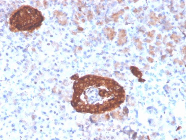 Formalin-fixed, paraffin-embedded human pancreas stained with Synaptophysin Recombinant Mouse Monoclonal Antibody (rSYP/4654).