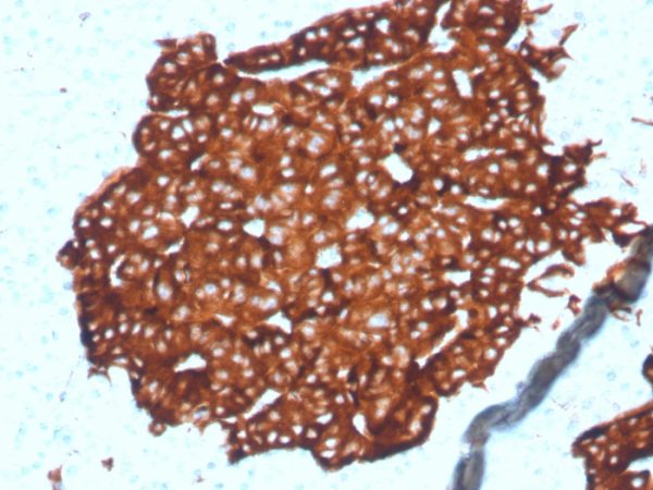 Formalin-fixed, paraffin-embedded human pancreas stained with Synaptophysin Recombinant Rabbit Monoclonal Antibody (SYP/4389R).