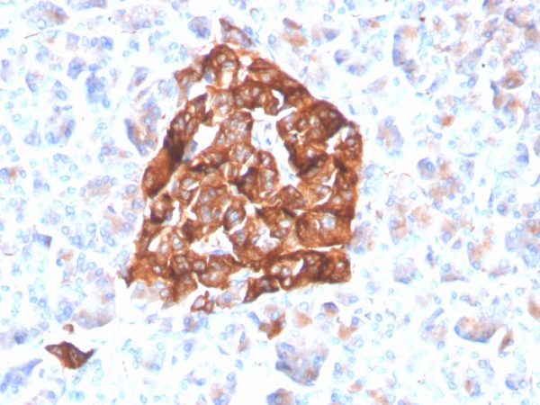 Formalin-fixed, paraffin-embedded human pancreas stained with Synaptophysin Recombinant Rabbit Monoclonal Antibody (SYP/4503R).