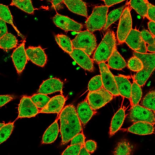 MLX Antibody in Immunofluorescence (IF)