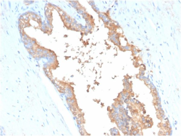 Transferrin (Early Marker of Oligodendrocytes) Antibody