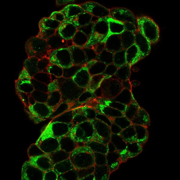 Immunofluorescence staining of paraformaldehyde-fixed MCF-7 cells with TFF1/pS2 Mouse Monoclonal Antibody (TFF1/2133) followed by goat anti-Mouse IgG-CF488 (Green). Membrane are labeled with phalloidin (Red).