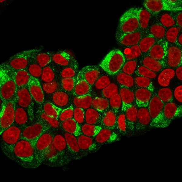 Immunofluorescence staining of paraformaldehyde-fixed MCF-7 cells with TFF1/pS2 Mouse Monoclonal Antibody (TFF1/2133) followed by goat anti-Mouse IgG-CF488 (Green). Nucleus is labeled with Reddot(Red).