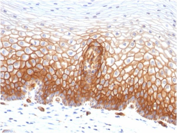 Thrombomodulin / CD141 (Endothelial Cell Marker) Antibody