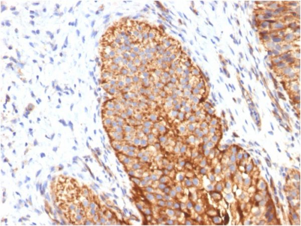 Thrombomodulin / CD141 (Endothelial Cell Marker) Antibody - Image 3