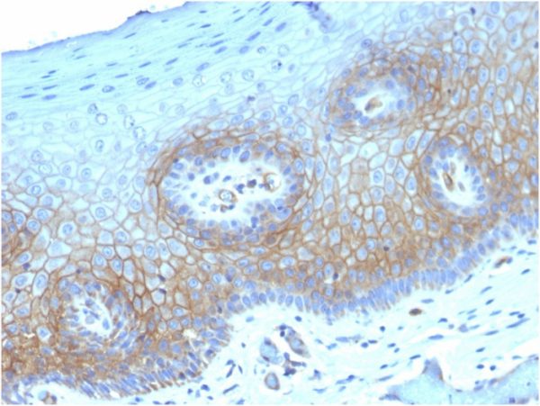 Thrombomodulin / CD141 (Endothelial Cell Marker) Antibody - Image 2