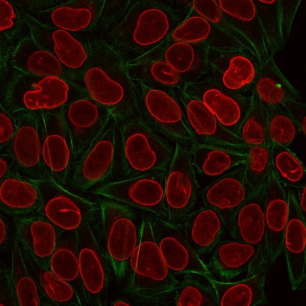 Immunofluorescence Analysis of PFA-fixed HeLa cells using TIA1 Mouse Monoclonal Antibody (TIA1/1313) followed by goat anti-mouse IgG-CF488. Nuclei counterstained with RedDot.