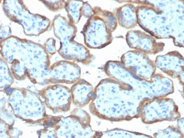 Formalin-fixed, paraffin-embedded human Placenta stained with TIMP2 Mouse Monoclonal Antibody (TIMP2/2044).