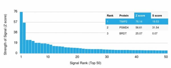 Analysis of Protein Array containing more than 19,000 full-length human proteins using TIMP2 Mouse Monoclonal Antibody (TIMP2/2044) Z- and S- Score: The Z-score represents the strength of a signal that a monoclonal antibody (Monoclonal Antibody) (in combination with a fluorescently-tagged anti-IgG secondary antibody) produces when binding to a particular protein on the HuProtTM array. Z-scores are described in units of standard deviations (SD's) above the mean value of all signals generated on that array. If targets on HuProtTM are arranged in descending order of the Z-score, the S-score is the difference (also in units of SD's) between the Z-score. S-score therefore represents the relative target specificity of a Monoclonal Antibody to its intended target. A Monoclonal Antibody is considered to specific to its intended target, if the Monoclonal Antibody has an S-score of at least 2.5. For example, if a Monoclonal Antibody binds to protein X with a Z-score of 43 and to protein Y with a Z-score of 14, then the S-score for the binding of that Monoclonal Antibody to protein X is equal to 29.