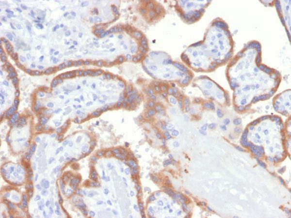 Formalin-fixed, paraffin-embedded human placenta stained with TIMP2 Mouse Monoclonal Antibody (TIMP2/4477).