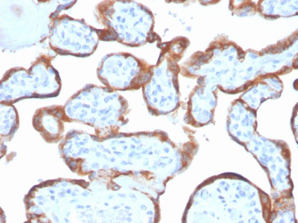 Formalin-fixed, paraffin-embedded human placenta stained with TIMP2 Mouse Monoclonal Antibody (TIMP2/4477).