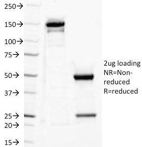 SDS-PAGE Analysis of Purified CD282 Mouse Monoclonal antibody (TLR2/221). Confirmation of Purity and Integrity of Antibody.