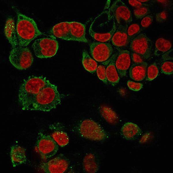 Immunofluorescence staining of paraformaldehyde-fixed HePG2 cells with TNF alpha Mouse Monoclonal Antibody (4C6-H8) followed by goat anti-Mouse IgG-CF488 (Green). Nuclei are labeled with Reddot (Red).