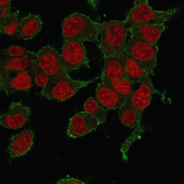 Immunofluorescence staining of HePG2 cells using TNF alpha Mouse Monoclonal Antibody (P/T2) followed by goat anti-mouse IgG-CF488. Counterstained with RedDot.