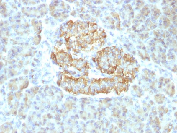 Formalin-fixed, paraffin-embedded human Pancreas stained with TNF alpha Rabbit Recombinant Monoclonal Antibody (TNF/1500R).