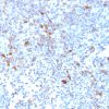 TRAF1 (TNFR-Associated Factor 1) (Lymphomatoid Papulosis Marker) Antibody - Image 2