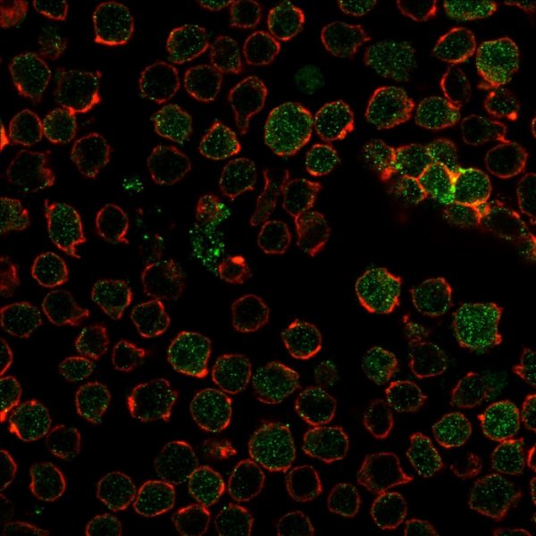 Immunofluorescence Analysis of PFA-fixed Ramos cells labeling PU.1 with Thymidylate Synthase Mouse Monoclonal Antibody (TYMS/1884) followed by Goat anti-Mouse IgG-CF488 (Green). Membrane is labeled with Phalloidin (Red).