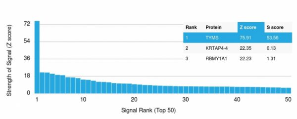 Analysis of Protein Array containing more than 19,000 full-length human proteins using Thymidylate Synthase Monospecific Mouse Monoclonal Antibody (TYMS/1884) Z- and S- Score: The Z-score represents the strength of a signal that a monoclonal antibody (MAb) (in combination with a fluorescently-tagged anti-IgG secondary antibody) produces when binding to a particular protein on the HuProtTM array. Z-scores are described in units of standard deviations (SDs) above the mean value of all signals generated on that array. If targets on HuProtTM are arranged in descending order of the Z-score, the S-score is the difference (also in units of SDs) between the Z-score. S-score therefore represents the relative target specificity of a MAb to its intended target. A MAb is considered to specific to its intended target, if the MAb has an S-score of at least 2.5. For example, if a MAb binds to protein X with a Z-score of 43 and to protein Y with a Z-score of 14, then the S-score for the binding of that MAb to protein X is equal to 29.