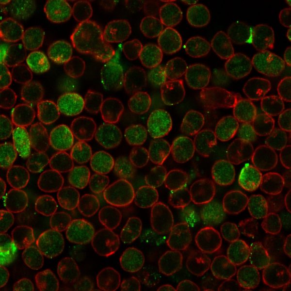 Immunofluorescence Analysis of PFA fixed MOLT-4 cells labeling Thymidylate Synthase Recombinant Mouse Monoclonal (rTYMS/1884) followed by Goat anti-mouse IgG-CF488 (Green). Membrane is labeled with Phalloiden (Red).