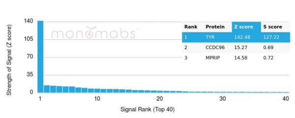 Analysis of Protein Array containing more than 19,000 full-length human proteins using Tyrosinase Mouse Monoclonal Antibody (TYR/3829). Z- and S- Score: The Z-score represents the strength of a signal that a monoclonal antibody (MAb) (in combination with a fluorescently-tagged anti-IgG secondary antibody) produces when binding to a particular protein on the HuProtTM array. Z-scores are described in units of standard deviations (SD's) above the mean value of all signals generated on that array. If targets on HuProtTM are arranged in descending order of the Z-score, the S-score is the difference (also in units of SD's) between the Z-score. S-score therefore represents the relative target specificity of a MAb to its intended target.  A MAb is considered to specific to its intended target, if the MAb has an S-score of at least 2.5. For example, if a MAb binds to protein X with a Z-score of 43 and to protein Y with a Z-score of 14, then the S-score for the binding of that MAb to protein X is equal to 29.