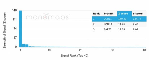 Analysis of Protein Array containing more than 19,000 full-length human proteins using Pgp9.5 Mouse Monoclonal Antibody (UCHL1/4558). Z- and S- Score: The Z-score represents the strength of a signal that a monoclonal antibody (MAb) (in combination with a fluorescently-tagged anti-IgG secondary antibody) produces when binding to a particular protein on the HuProtTM array. Z-scores are described in units of standard deviations (SD&apos;s) above the mean value of all signals generated on that array. If targets on HuProtTM are arranged in descending order of the Z-score, the S-score is the difference (also in units of SD&apos;s) between the Z-score. S-score therefore represents the relative target specificity of a MAb to its intended target.  A MAb is considered to specific to its intended target, if the MAb has an S-score of at least 2.5. For example, if a MAb binds to protein X with a Z-score of 43 and to protein Y with a Z-score of 14, then the S-score for the binding of that MAb to protein X is equal to 29.