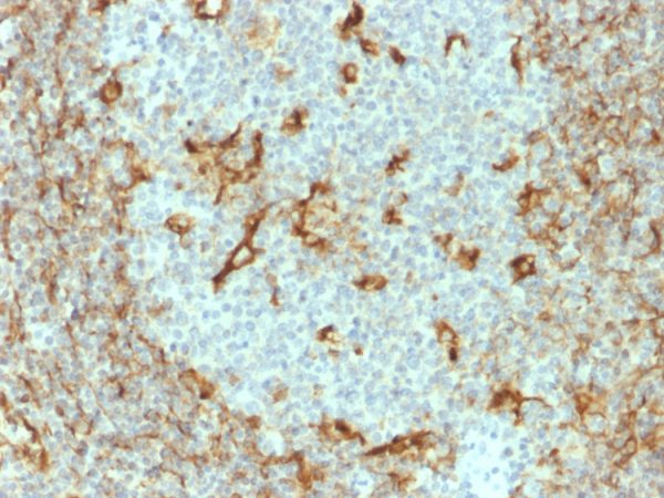 Formalin-fixed, paraffin-embedded human tonsil stained with Vimentin Mouse Monoclonal Antibody (V9).