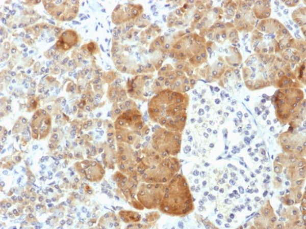 Formalin-fixed, paraffin-embedded human Pancreas stained with VLDL-Receptor Mouse Monoclonal Antibody (VLDLR/1337).
