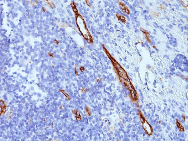 Formalin-fixed, paraffin-embedded human tonsil stained with vWF Mouse Monoclonal Antibody (SPM577).