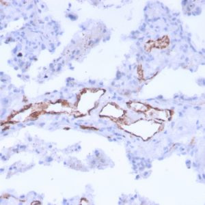Formalin-fixed, paraffin-embedded human uterus stained with vWF Mouse Monoclonal Antibody (3E2D10 + VWF635)