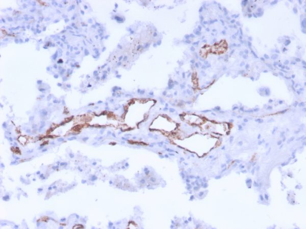 Formalin-fixed, paraffin-embedded human uterus stained with vWF Mouse Monoclonal Antibody (3E2D10 + VWF635)