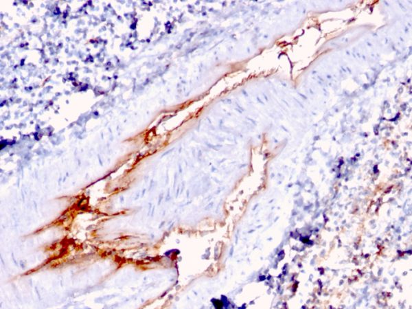 Formalin-fixed, paraffin-embedded human Spleen stained with vWF Mouse Monoclonal Antibody (VWF/1767).