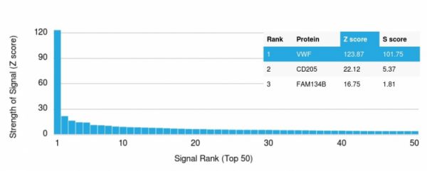 Analysis of Protein Array containing >19,000 full-length human proteins using vWF Mouse Monoclonal Antibody (VWF/1767) Z- and S- Score: The Z-score represents the strength of a signal that a monoclonal antibody (Monoclonal Antibody) (in combination with a fluorescently-tagged anti-IgG secondary antibody) produces when binding to a particular protein on the HuProtTM array. Z-scores are described in units of standard deviations (SD's) above the mean value of all signals generated on that array. If targets on HuProtTM are arranged in descending order of the Z-score, the S-score is the difference (also in units of SD's) between the Z-score. S-score therefore represents the relative target specificity of a Monoclonal Antibody to its intended target. A Monoclonal Antibody is considered to specific to its intended target, if the Monoclonal Antibody has an S-score of at least 2.5. For example, if a Monoclonal Antibody binds to protein X with a Z-score of 43 and to protein Y with a Z-score of 14, then the S-score for the binding of that Monoclonal Antibody to protein X is equal to 29.