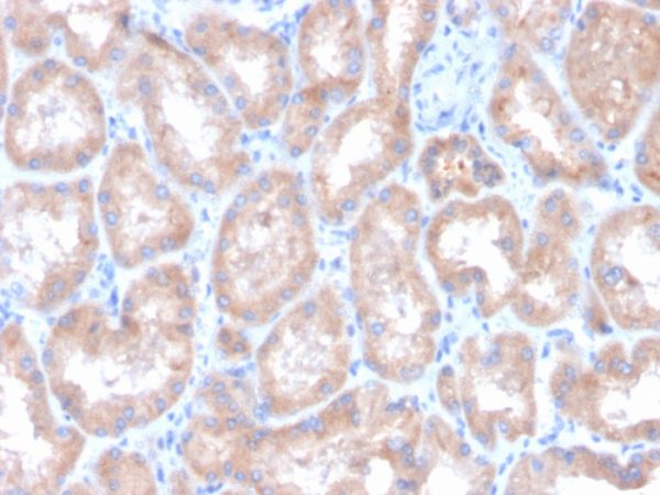 Formalin-fixed, paraffin-embedded human kidney stained with CAIX-Monospecific Mouse Monoclonal Antibody (CA9/3407).