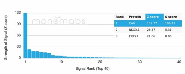 Analysis of Protein Array containing more than 19,000 full-length human proteins using CAIX-Monospecific Mouse Monoclonal Antibody (CA9/3407). Z- and S- Score: The Z-score represents the strength of a signal that a monoclonal antibody (MAb) (in combination with a fluorescently-tagged anti-IgG secondary antibody) produces when binding to a particular protein on the HuProtTM array. Z-scores are described in units of standard deviations (SD's) above the mean value of all signals generated on that array. If targets on HuProtTM are arranged in descending order of the Z-score, the S-score is the difference (also in units of SD's) between the Z-score. S-score therefore represents the relative target specificity of a MAb to its intended target.  A MAb is considered to specific to its intended target, if the MAb has an S-score of at least 2.5. For example, if a MAb binds to protein X with a Z-score of 43 and to protein Y with a Z-score of 14, then the S-score for the binding of that MAb to protein X is equal to 29.