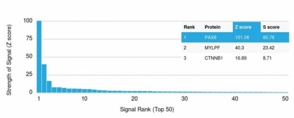 Analysis of Protein Array containing >19,000 full-length human proteins using PAX8 Mouse Monoclonal Antibody (PAX8/1492) Z- and S- Score: The Z-score represents the strength of a signal that a monoclonal antibody (MAb) (in combination with a fluorescently-tagged anti-IgG secondary antibody) produces when binding to a particular protein on the HuProtTM array. Z-scores are described in units of standard deviations (SD&apos;s) above the mean value of all signals generated on that array. If targets on HuProtTM are arranged in descending order of the Z-score, the S-score is the difference (also in units of SD&apos;s) between the Z-score. S-score therefore represents the relative target specificity of a MAb to its intended target. A MAb is considered to specific to its intended target, if the MAb has an S-score of at least 2.5. For example, if a MAb binds to protein X with a Z-score of 43 and to protein Y with a Z-score of 14, then the S-score for the binding of that MAb to protein X is equal to 29.