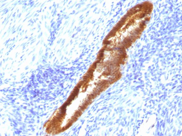 ASRGL1 (Asparaginase Like 1) Antibody - Image 2