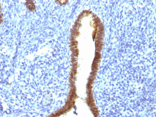 ASRGL1 (Asparaginase Like 1) Antibody - Image 3