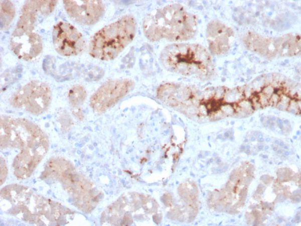 Formalin-fixed, paraffin-embedded human kidney stained with FGF23 Mouse Monoclonal Antibody (FGF23/4166).