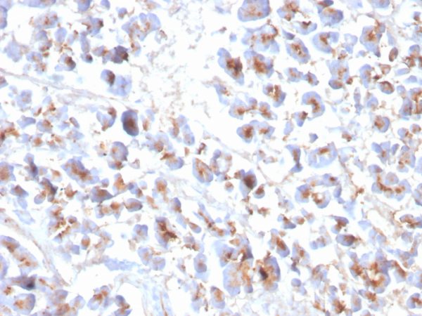 Formalin-fixed, paraffin-embedded human Pancreas stained with EPX Recombinant Mouse Monoclonal Antibody (EPX/3908R).