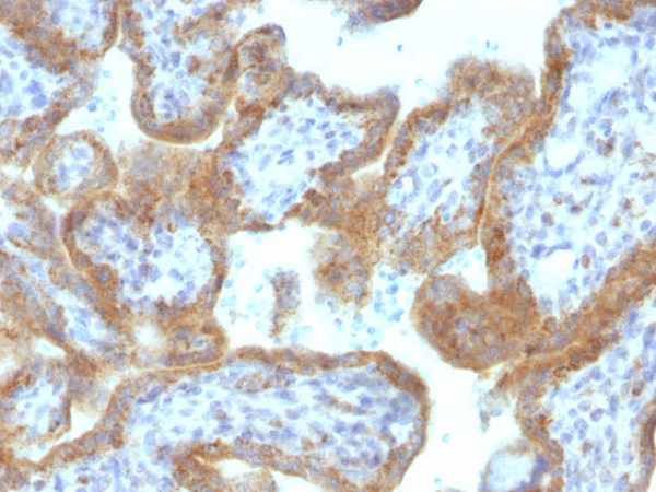 Formalin-fixed, paraffin-embedded human Placenta stained with MAML2 Monoclonal Antibody (MAML2/1302).