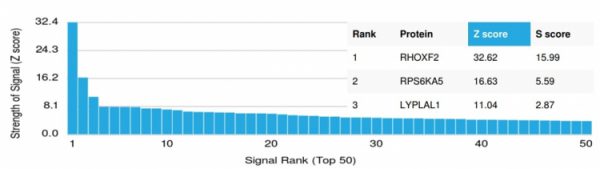 Analysis of Protein Array containing more than 19,000 full-length human proteins using THG1 / RHOXF2 Mouse Monoclonal Antibody (PCRP-RHOXF2-1D7). Z- and S- Score: The Z-score represents the strength of a signal that a monoclonal antibody (MAb) (in combination with a fluorescently-tagged anti-IgG secondary antibody) produces when binding to a particular protein on the HuProtTM array. Z-scores are described in units of standard deviations (SD's) above the mean value of all signals generated on that array. If targets on HuProtTM are arranged in descending order of the Z-score, the S-score is the difference (also in units of SD's) between the Z-score. S-score therefore represents the relative target specificity of a MAb to its intended target.  A MAb is considered to specific to its intended target, if the MAb has an S-score of at least 2.5. For example, if a MAb binds to protein X with a Z-score of 43 and to protein Y with a Z-score of 14, then the S-score for the binding of that MAb to protein X is equal to 29.