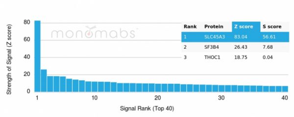 Analysis of Protein Array containing more than 19,000 full-length human proteins using Prostein (p501S) Recombinant Rabbit Monoclonal Antibody (SLC45A3/7176R). Z- and S- Score: The Z-score represents the strength of a signal that a monoclonal antibody (MAb) (in combination with a fluorescently-tagged anti-IgG secondary antibody) produces when binding to a particular protein on the HuProtTM array. Z-scores are described in units of standard deviations (SD's) above the mean value of all signals generated on that array. If targets on HuProtTM are arranged in descending order of the Z-score, the S-score is the difference (also in units of SD's) between the Z-score. S-score therefore represents the relative target specificity of a MAb to its intended target.  A MAb is considered to specific to its intended target, if the MAb has an S-score of at least 2.5. For example, if a MAb binds to protein X with a Z-score of 43 and to protein Y with a Z-score of 14, then the S-score for the binding of that MAb to protein X is equal to 29.