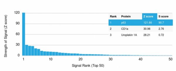 Analysis of Protein Array containing >19,000 full-length human proteins using p63 Mouse Monoclonal Antibody (TP63/1786) Z- and S- Score: The Z-score represents the strength of a signal that a monoclonal antibody (MAb) (in combination with a fluorescently-tagged anti-IgG secondary antibody) produces when binding to a particular protein on the HuProtTM array. Z-scores are described in units of standard deviations (SD's) above the mean value of all signals generated on that array. If targets on HuProtTM are arranged in descending order of the Z-score, the S-score is the difference (also in units of SD's) between the Z-score. S-score therefore represents the relative target specificity of a MAb to its intended target. A MAb is considered to specific to its intended target, if the MAb has an S-score of at least 2.5. For example, if a MAb binds to protein X with a Z-score of 43 and to protein Y with a Z-score of 14, then the S-score for the binding of that MAb to protein X is equal to 29.