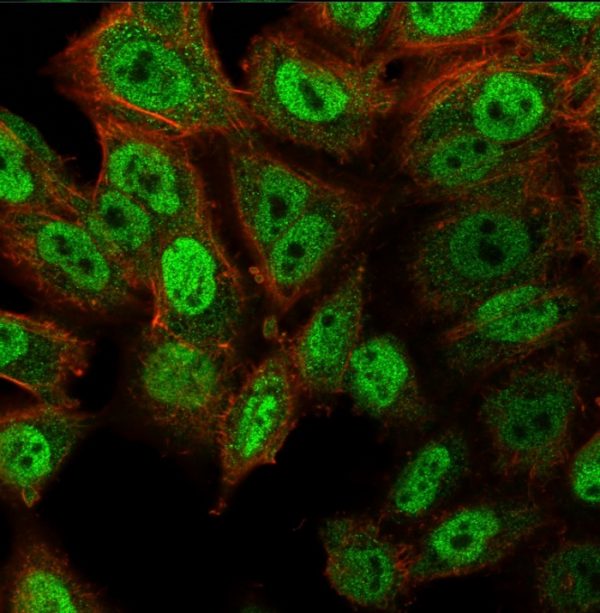 Immunofluorescence Analysis of PFA-fixed HeLa cells labeling  p40 Recombinant Rabbit Monoclonal Antibody (ZR8) followed by  goat anti-rabbit IgG-CF488 (green); phalloidin counterstain (red).