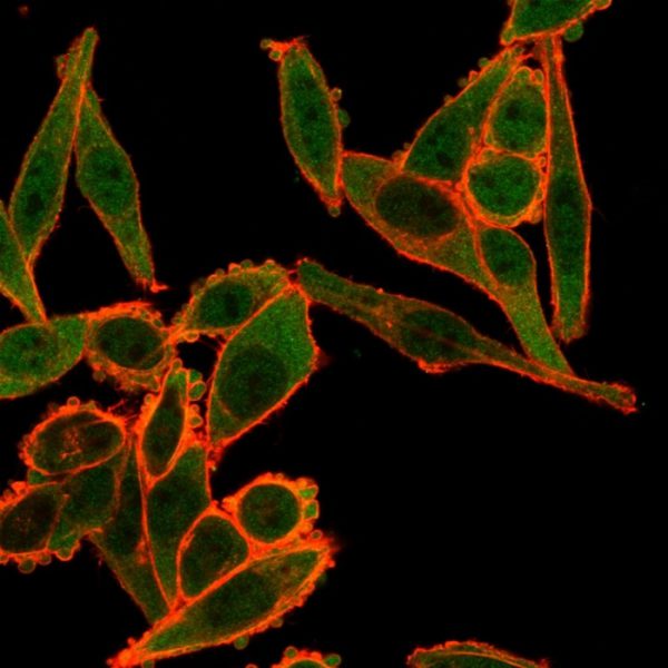 Immunofluorescence Analysis of PFA-fixed HeLa cells using TSC22D1 Mouse Monoclonal Antibody (PCRP-TSC22D1-1A2) followed by goat anti-mouse IgG-CF488 (green). CF640A phalloidin (red).